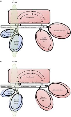 Electrical impedance tomography in anaesthetised chickens (Gallus domesticus)